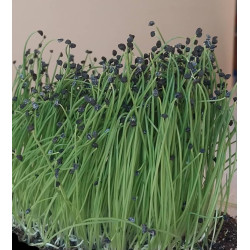 Microgreens, Onion 40g
